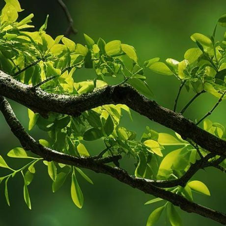 هوایار در 26 سالگی خود و روز درختکاری؛ 30 نهال به زمین هدیه کرد؛ تلاشی برای آینده‌ای سبزتر