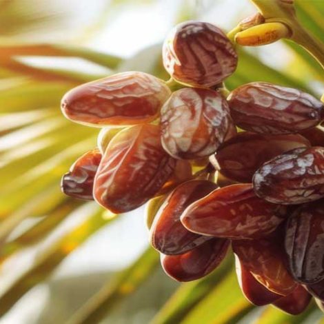 نقش کمپرسور هوا در صنعت بسته‌بندی خرما