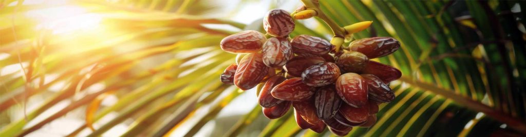 کمپرسور هوا در بسته‌بندی خرما